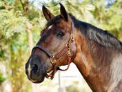 Cabezada de Cuadra Triple Stitch Halter Lazypony 