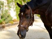 Cabezada de Cuadra Triple Stitch Halter Lazypony 