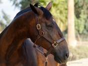 Cabezada de Cuadra Triple Stitch Halter Lazypony 