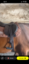 Selle &Eacute;quipe  mixte avec sangle et &eacute;trivi&egrave;res