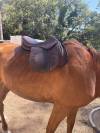 Selle mixte CHILDERIC