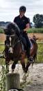 Selle de dressage &Eacute;quipe Emporio 17,5 pouces