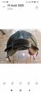selle dressage cuir 