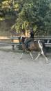 Selle stubben