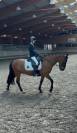 Selle dressage Forestier Aachen 2 - 16 pouces