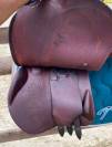 Selle Devoucoux Biarritz O 
