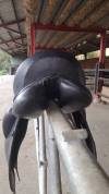 Selle de dressage Marjoman 17,5 pouces 