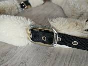 Licol Kentucky mouton