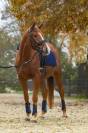 Gu&ecirc;tres de dressage mesh Avina - Covalliero - Ultra l&eacute;g&egrave;res