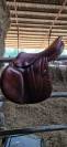 Selle Butet 17"