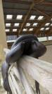 Selle DEVOUCOUX Chiberta O 17,5 pouces mixte cuir 