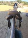 Selle mixte 17 pouces 