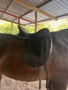 Selle dressage Kieffer Ulla Salzgeber