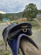 Selle forestier 