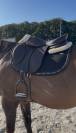 Selle jump&rsquo;in premium havane - faire offre 