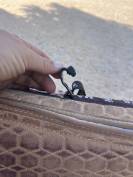 Selle Australienne 