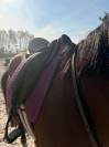 selle wintec 17,5pouce