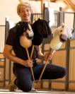 Hobby Horse Nalanta - QHP - Pelage doux et crini&egrave;re &agrave; coiffer