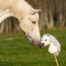 Hobby Horse Nalanta - QHP - Pelage doux et crini&egrave;re &agrave; coiffer