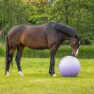 Ballon Bi-Colore pour Chevaux - QHP - PVC Haute R&eacute;sistance