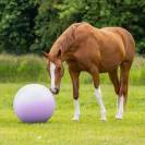 Ballon Bi-Colore pour Chevaux - QHP - PVC Haute R&eacute;sistance