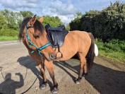 Selle Barefoot Merlyn