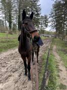 Filet muserolle anatomique Forestier