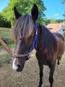 Bridon sidepull cheval 