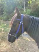 Bridon sidepull cheval 