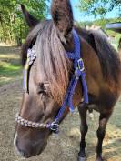 Bridon sidepull cheval 