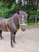 Bridon et r&ecirc;nes cheval