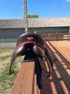 Selle dressage zaldi passage 17&rsquo;&rsquo;