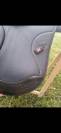 Selle ikonic light 