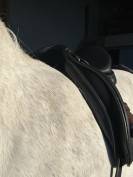 Salle dressage Bates Wide