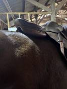 Selle cwd
