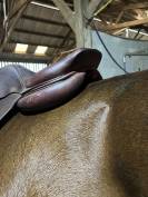 Selle cwd
