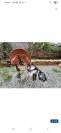 Selle mixte cuir Forestier 