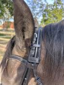 Bride dressage cheval 