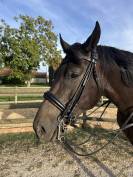 Bride dressage cheval 