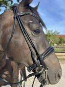 Bride dressage cheval 