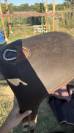 selle gbs