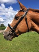 filet noir taille cheval 