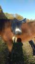 Selle de dressage forestier 18'