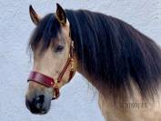 Cabezada de cuadra Lazypony, wide leather halter 