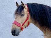 Cabezada de cuadra Lazypony, wide leather halter 
