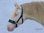 Cabezada de cuadra Lazypony, wide leather halter 