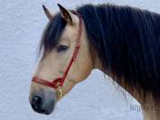 Cabezadas de presentación Lazypony, show halter