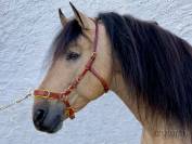 Cabezada serreta Lazypony, leather Cavesson 