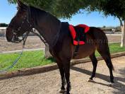 Silla Sudadero Bareback Dressage LP