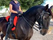 Cabezada para caballos WE Lazypony, Leather bridle